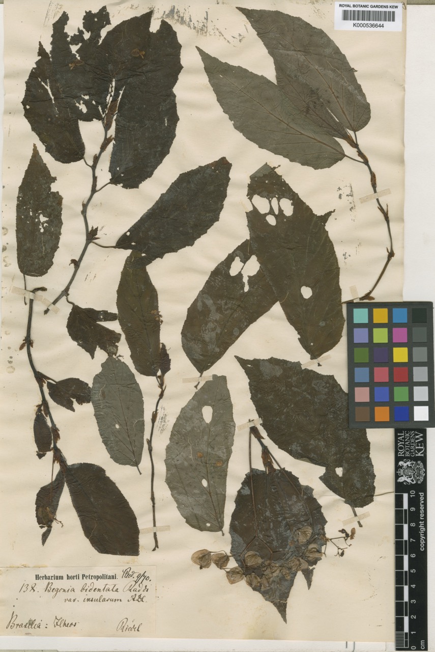B. bidentata var. insularum